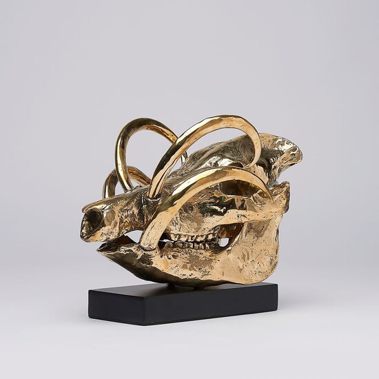 Babirusa Skull on a custom stand - Babyrousa - Bronze