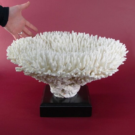 Finest quality White Stony Coral set on custom stand - Acropora hyacinthus - 43×46×23 cm - 1