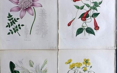Maund, Benjamin 1830's Lot of 4 Hand Col Botanical Prints