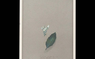TAENZL VON TRATZBERG, Maria Antoinetta: Ericaceae Arbutus unedo