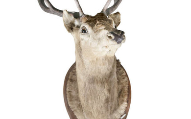 TAXIDERMY A large stag’s head with ten point...