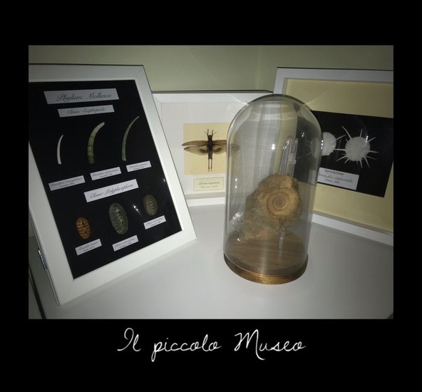 "The small museum of natural sciences" Shells, insects and fossils protected in museum-style exhibitors - Molluschi: Polyplacophora,Scaphopoda, Bivalvia, Cephalopoda; Insecta: Orthoptera - 0×0×0 mm - 4
