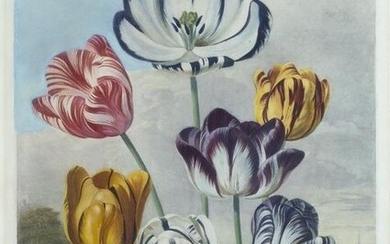 Thornton Aquatint, Tulips