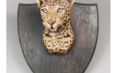 VAN INGEN OF MYSORE, AN EARLY 20TH CENTURY TAXIDERMY INDIAN ...