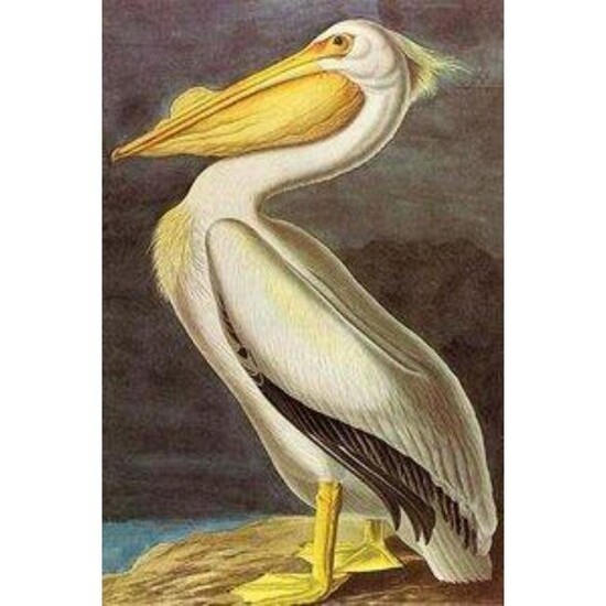 c1946 Audubon Print, #311 White Pelican