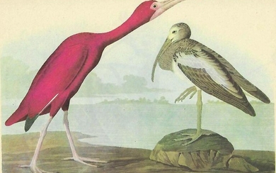 c1946 Audubon Print, #397 Scarlet Ibis