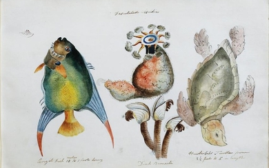 Guyanese Natural History Watercolor Angel Fish