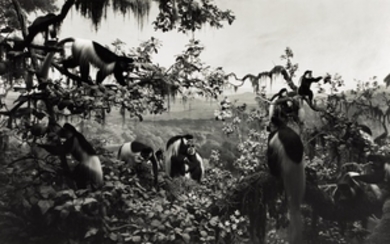 HIROSHI SUGIMOTO | 'WHITE MANTLED COLOBUS' (FROM THE SERIES DIORAMAS), 1982