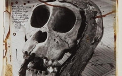 Peter Beard, Ape Skull from Rwanda
