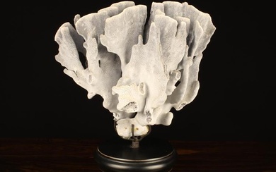 A Coral Specimen mounted on a scotia turned and eboinsed pedestal approx 15'' (38 cm) high.