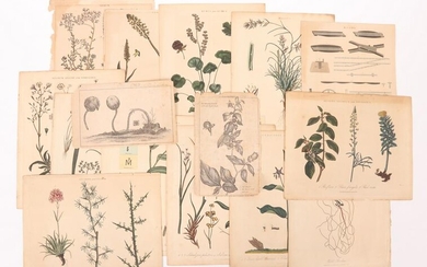 A Group of Botanical Prints, English C. 1820