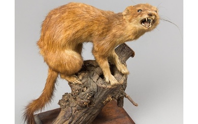 A LATE 20TH CENTURY TAXIDERMY STOAT UPON A NATURALISTIC BASE...