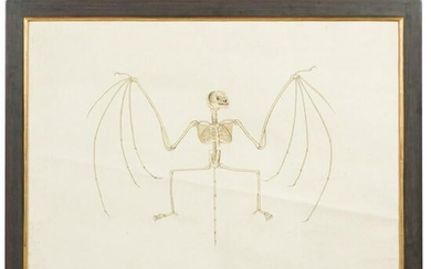 A rare German drawing of a flying fox, signed