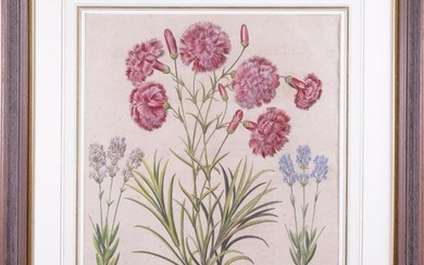 After Basilius Besler Hand Colored Botanical Engraving