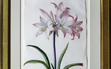 Ehret Narcissus Lily Watercolor