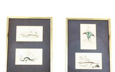 Four 19th C. Prints - Lampreys, Ray, Sawfish