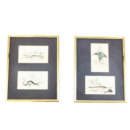 Four 19th C. Prints - Lampreys, Ray, Sawfish