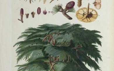 Haid Engraving, Pinus Cedrus