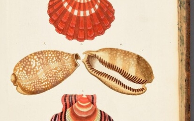 KNORR, Georg Wolfgang - Les délices des yeux et de l'esprit, ou Collection générale des différentes espèces de coquillages que la mer renferme, communiquee au public.