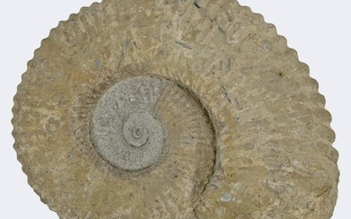 Large Ammonite Fossil.