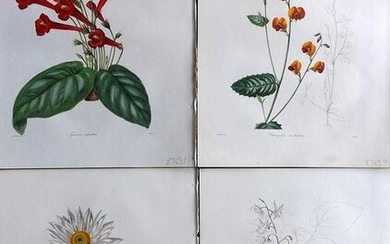 Maund, Benjamin 1830's Lot of 4 Hand Col Botanical Prints