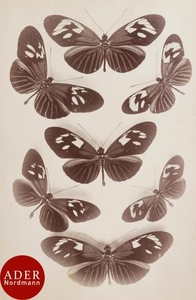 Photographe non identifié Lépidoptérophilie, 1889.…
