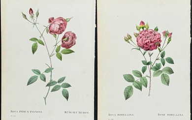 Redoute - 4 Rose Engravings
