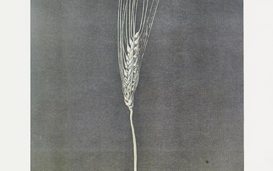 Salvador Dali, Spanish 1904-1989, Wheat Ear, 1947; lithograph in colours...