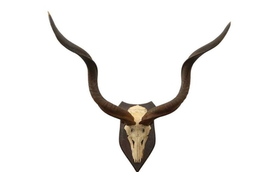 TAXIDERMY: A PAIR OF GREATER KUDU (TRAGELAPHUS STREPSICEROS) HORNS AND SKULL ON SHILED