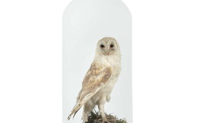 TAXIDERMY An owl in a Victorian dome 40cm...