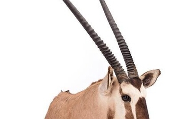 Taxidermy: Gemsbok Oryx (Gazella gazella), dated 2002, Osonjiva, Namibia, high...