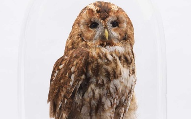 Taxidermy: Tawny Owl (Strix aluco), modern, by Barry Williams, Taxidermist,...