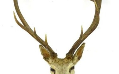 Taxidermy: an early 20thC head mount of a Red stag