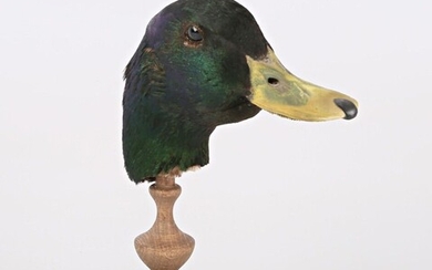 Tête de canard col vert (Anas platyrhynchos... - Lot 52 - Vasari Auction