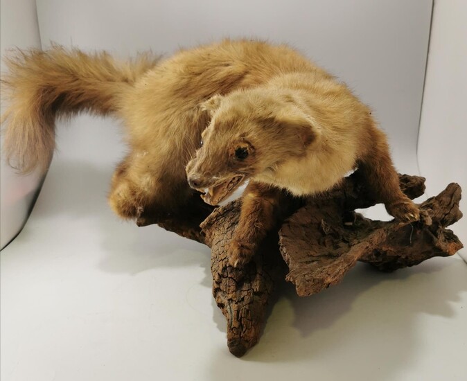 VINTAGE TAXIDERMY PINE MARTEN MOUNTED ON A LOG BASE...