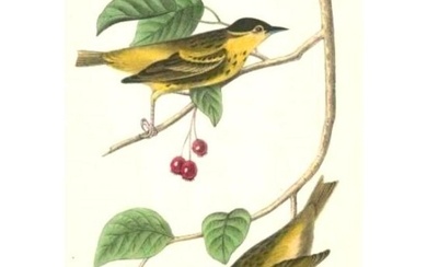 c1946 Audubon Print, #60 Carbonated Warbler