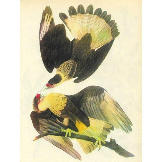 1946 Audubon Print, #161 Audubon's Caracara