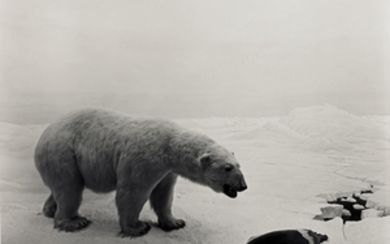HIROSHI SUGIMOTO | 'POLAR BEAR' (FROM THE SERIES DIORAMAS), 1976