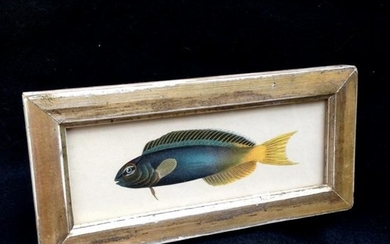 Late 19thc Colored Fish Engraving In A 19thc Gold Leaf