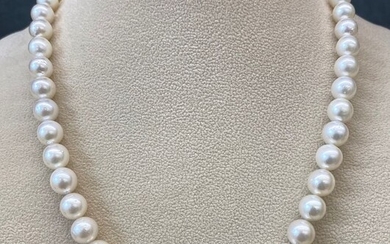 925 Silver, South sea pearls, Southsea RD 8 x 8.9 mm with Silver Clasp - Necklace