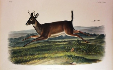 Audubon Lithograph, Long Tailed Deer