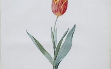 Redoute Lily Stipple Engraving