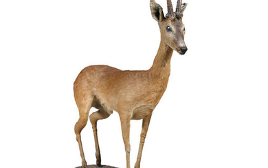 A LIFESIZE TAXIDERMY MODEL OF AN AFRICAN ANTELOPE,...
