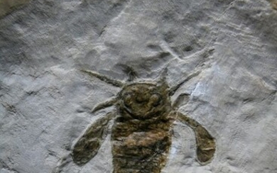 Amazing Sea Scorpion - On matrix - Eurypterus (Baltoeurypterus) tetragonophthalmus Fischer, 1839