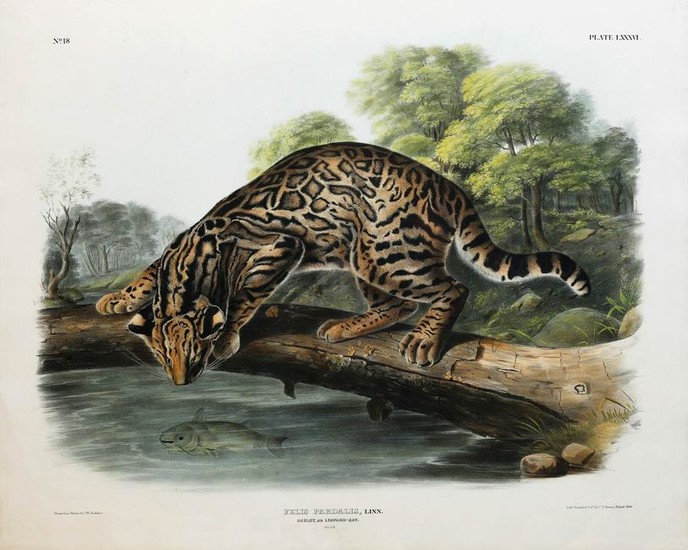 Audubon Lithograph, Ocelot or Leopard-Cat