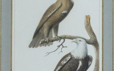 Chazal Original Watercolor of a Golden and Bald Eagle