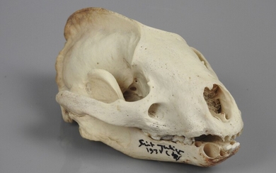 Crâne de blaireau subfossile, Meles meles... - Lot 253 - Vermot et Associés