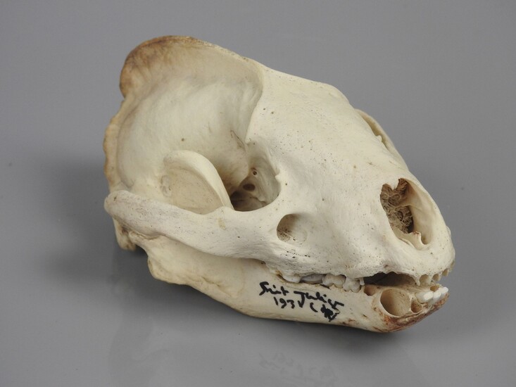 Crâne de blaireau subfossile, Meles meles... - Lot 253 - Vermot et Associés