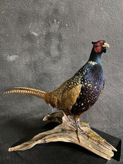 Dark-breasted Ring-necked Pheasant - fine example - Phasianus colchicus - 50×40×40 cm