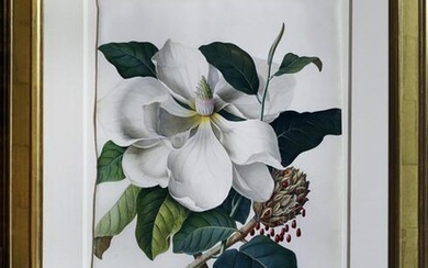 Ehret Magnolia Watercolor